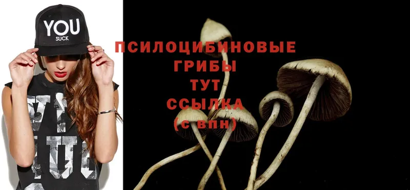 МЕГА ссылка  Поворино  Псилоцибиновые грибы Psilocybe 